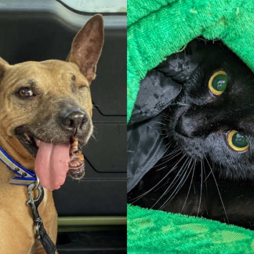 November Pets of the Month Gumdrop and Marnie