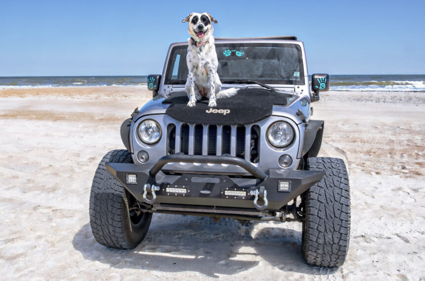 Ruby Jeep Jacksonvilles Cutest Pet