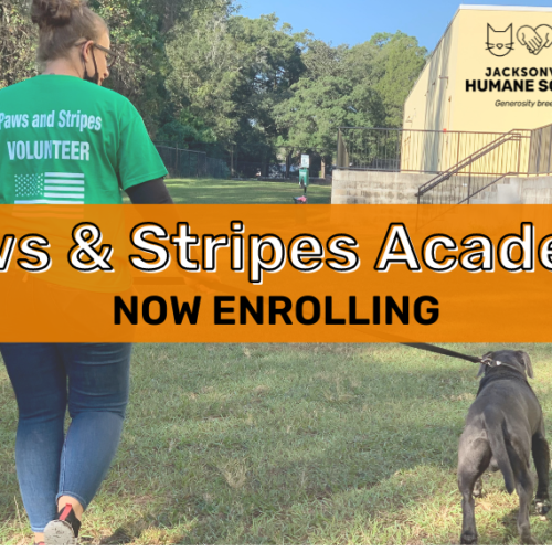 Paws and Stripes Academy Featured Image
