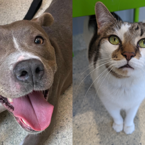 February Pets of the Month Coco and Toby Joe