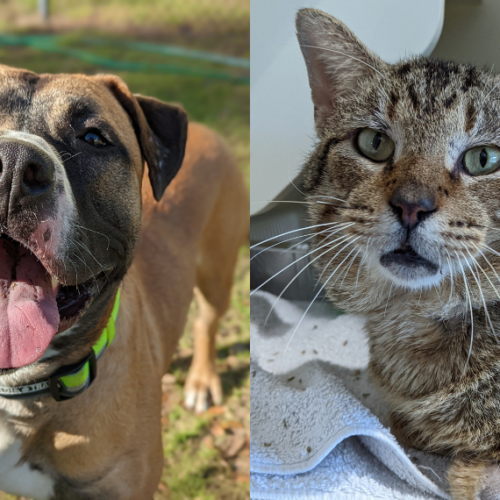 April Pets of the Month RoadRunner and Cranium