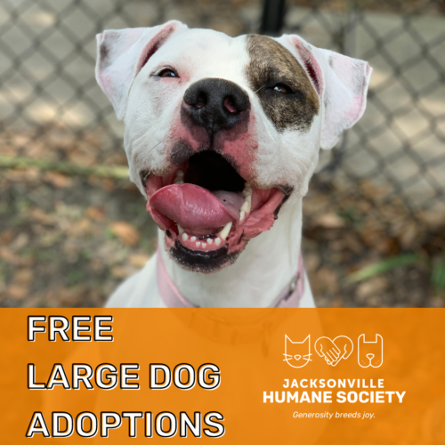 Free Large Dog Adoptions April