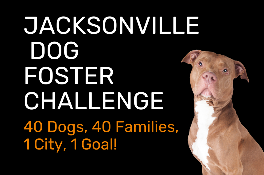 Jacksonville Dog Foster Challenge News Post Image