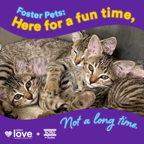 Be a Foster Petco Love
