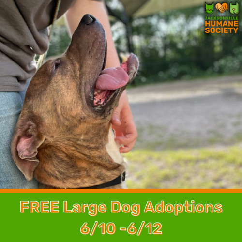 FREE Large Dog Adoptions