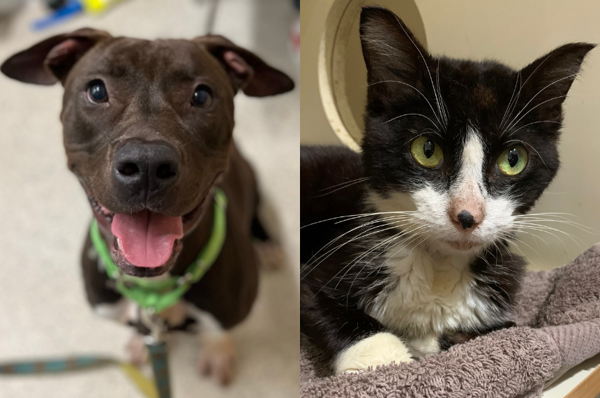 June Pets of the Month Meatloaf and Chess