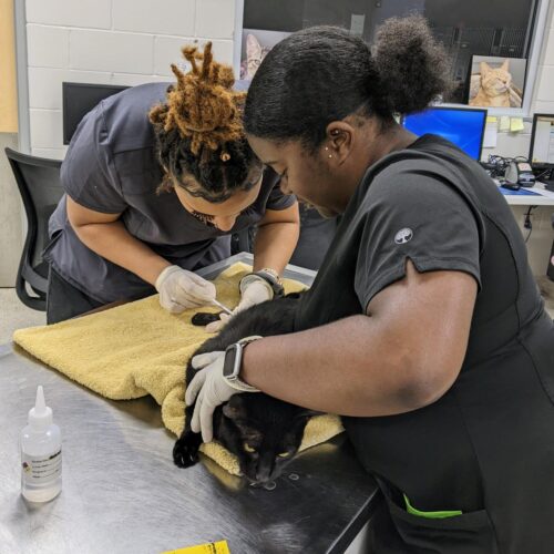 Vet Interns Pulling Blood from a Cat