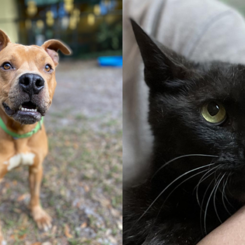 August Pets of the Month Boduke and Coal