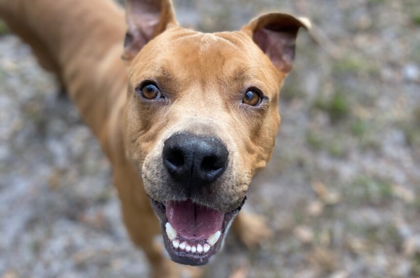 Dog Adoptions Now Free - Jacksonville Humane Society