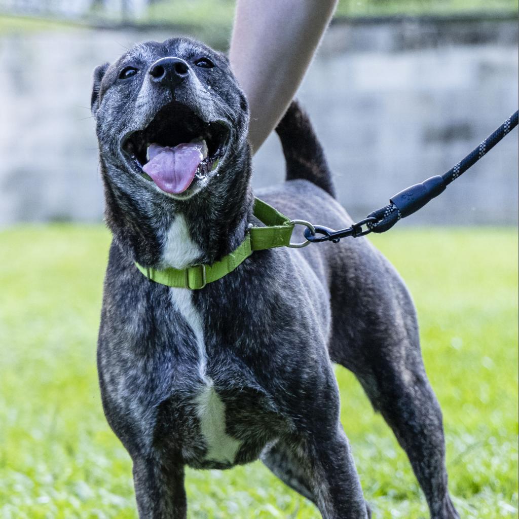 Janey, an adorable mixed breed dog with brindle fur and a huge smile on her face