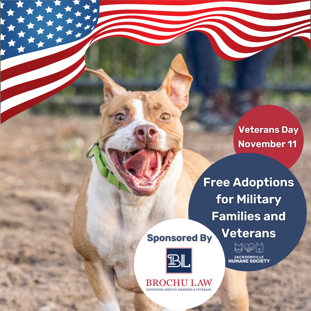 Veterans Day Adoption Graphic Dog
