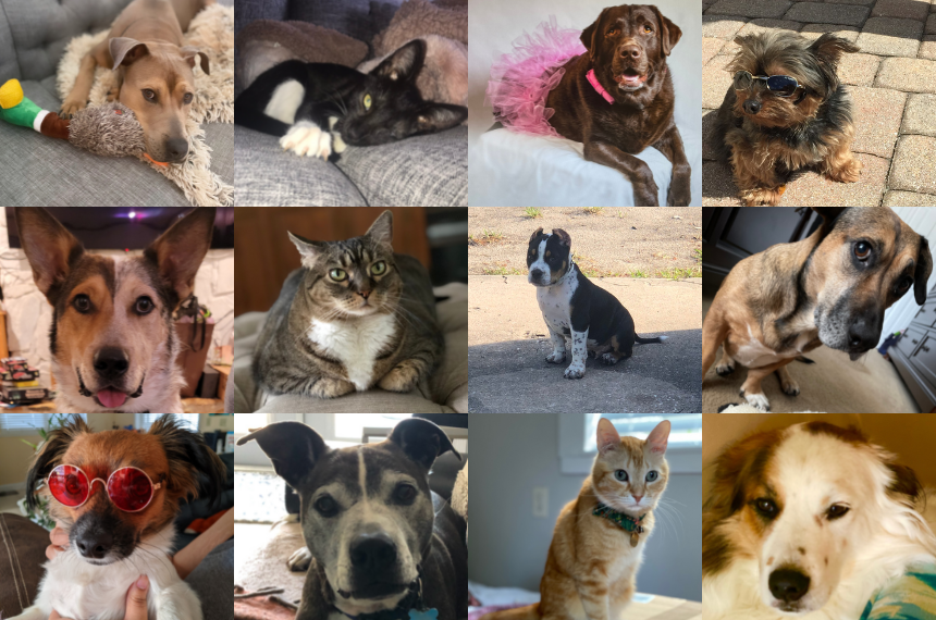 Cutest Pet Contest Winner Collage