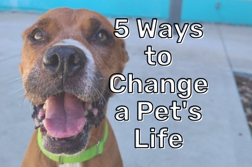 Ways to Change a Pets Life