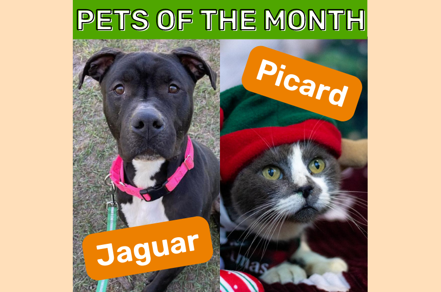 January Pets of the Month Jaguar and Picard final update