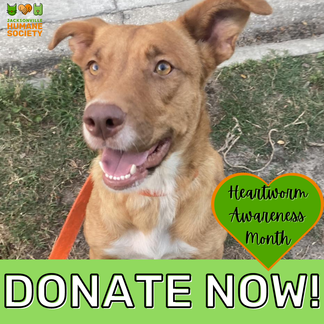 Heartworm Awareness Popup