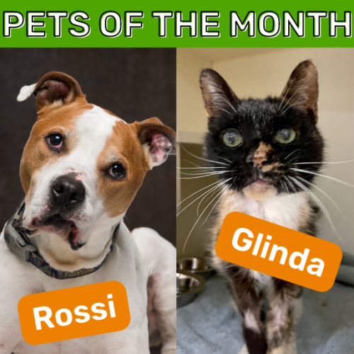 March Pets of the Month Rossi and Glinda