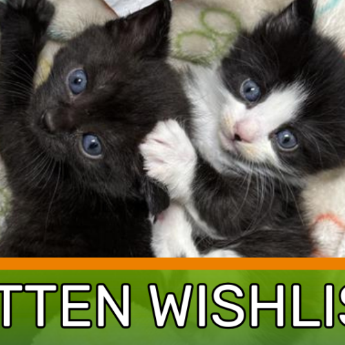 Thanksgiving Socials () Thanksgiving Socials ()