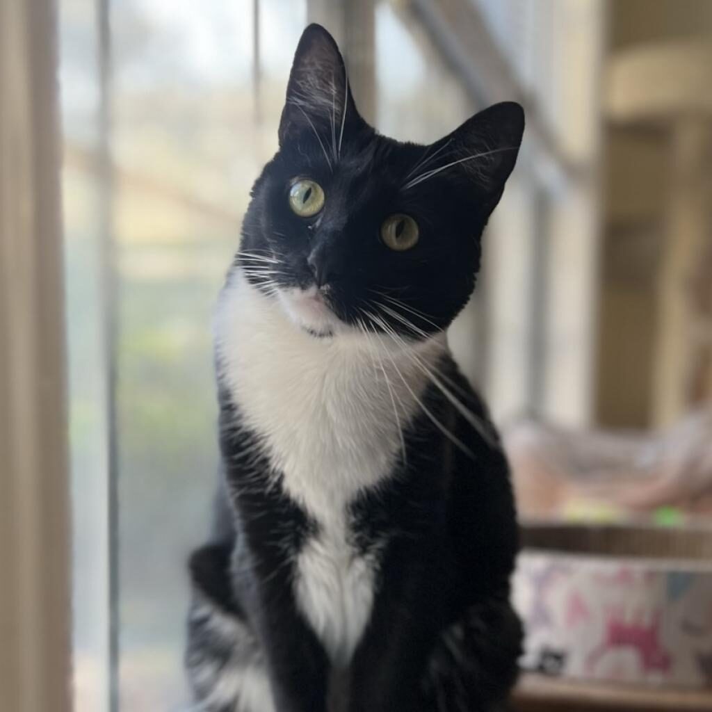 Adele, a beautiful black and white cat, sitting in the sun and looking towards the camera