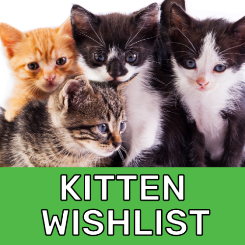 Kitten Wishlist News Post