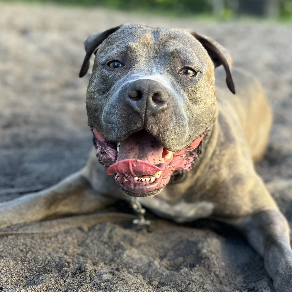 Landon, a handsome grey dog with a big smile, lying on the ground and looking into the camera