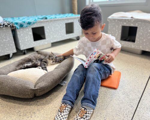 Kiddo Pawsitive Reading with Cat