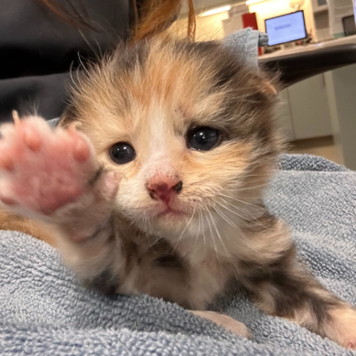 Thanksgiving Socials () Thanksgiving Socials ()