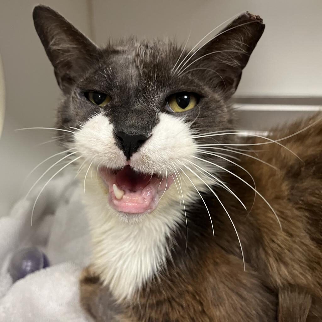 Crocodile, a grey cat with a white mustache and beard/bib, staring at the camera and meowing