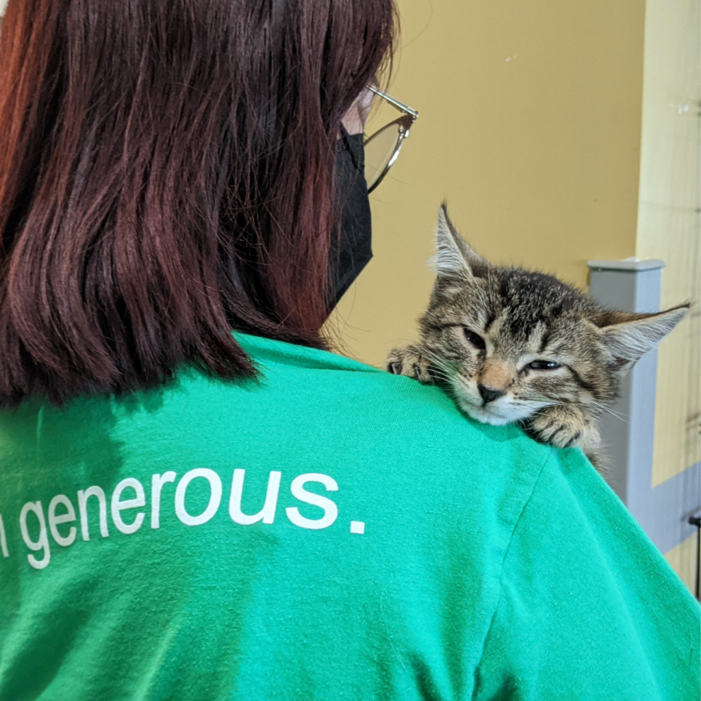 Kitten Volunteer