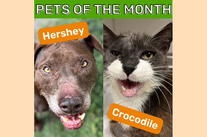 May Pets of the Month Hershey and Crocodile