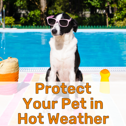 Hot Weather Blog Cover Image