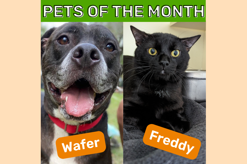 July Pets of the Month