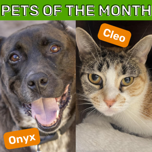 June Pets of the Month Onyx and Cleo