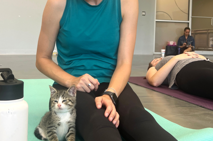 Meowmaste August