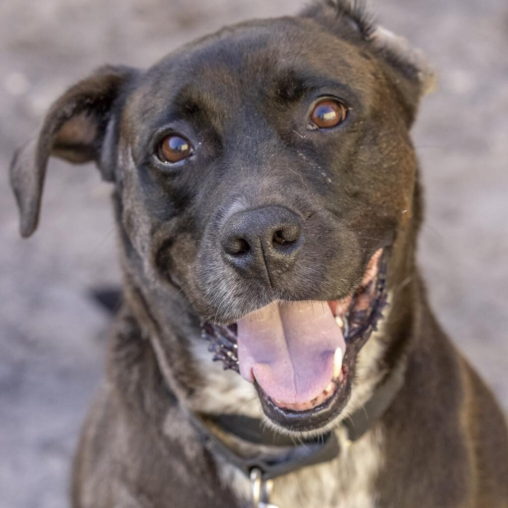 Onyx, a beautiful black dog with a white speckled chest, smiling and gazing into the camera with chocolate brown eyes