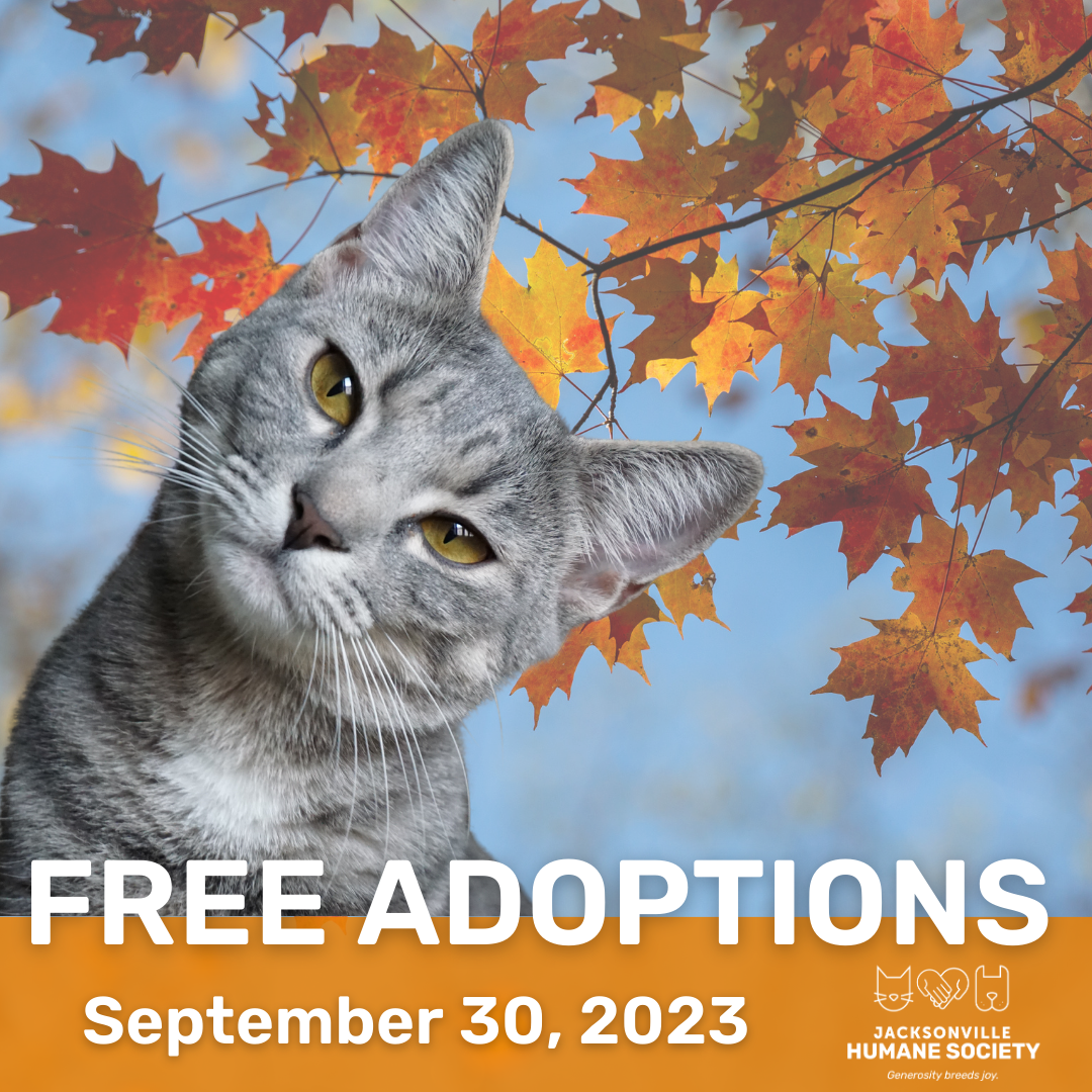 CAt Adoption Event
