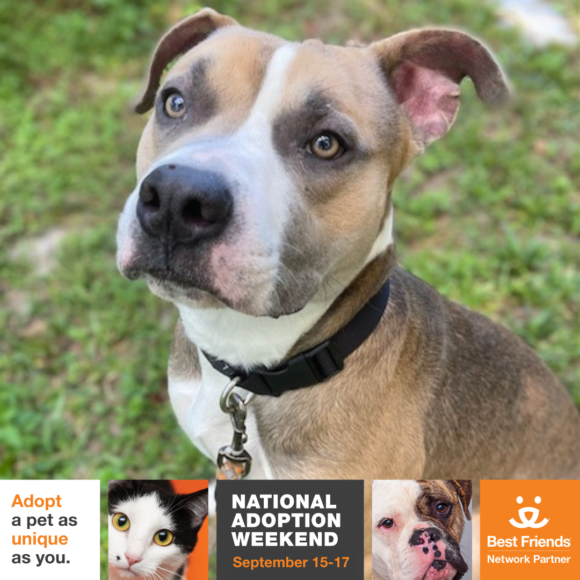Best Friends Animal Society National Adoption Weekend - Jacksonville ...