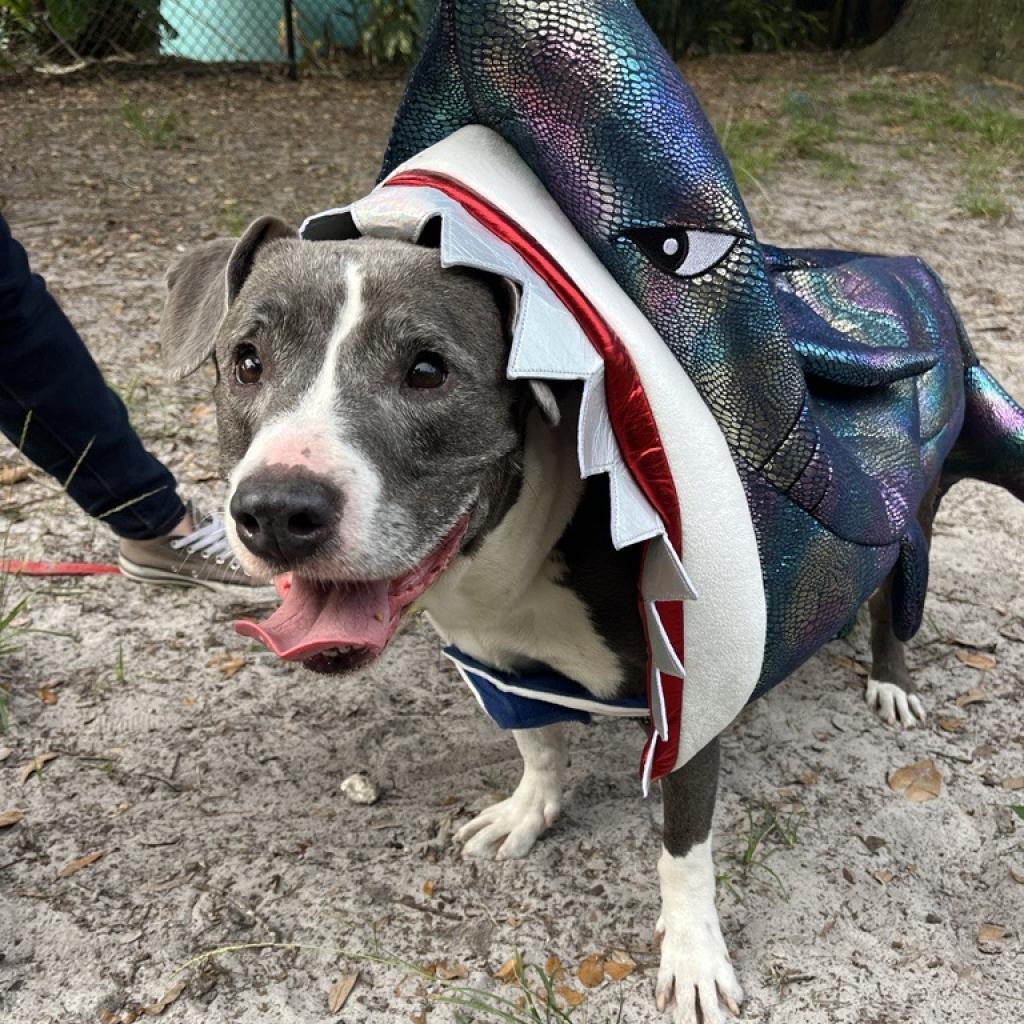Bobby Elvis, an adorable grey and white dog with soulful eyes, smiling while wearing a shark costume.