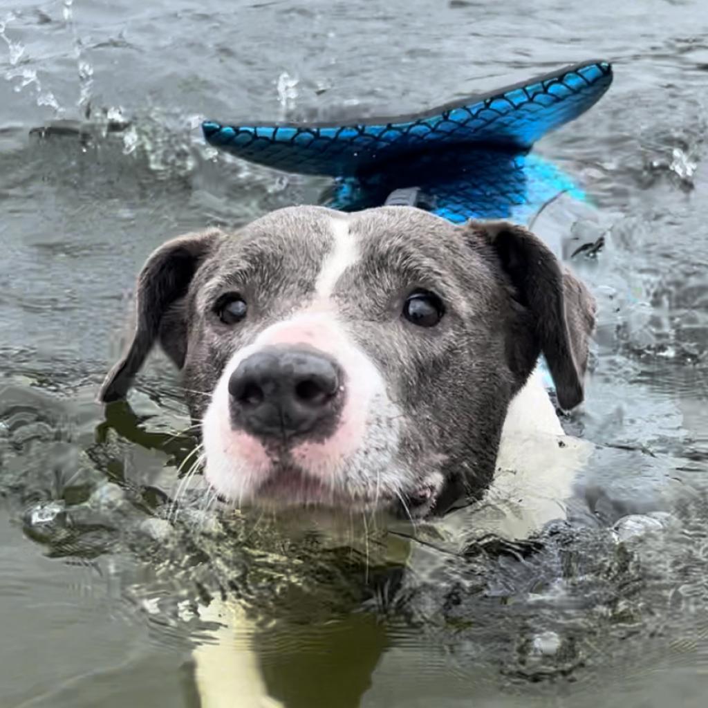 Bobby Elvis, an adorable grey and white dog with soulful eyes, swimming in a lake while wearing a mermaid tail fin.