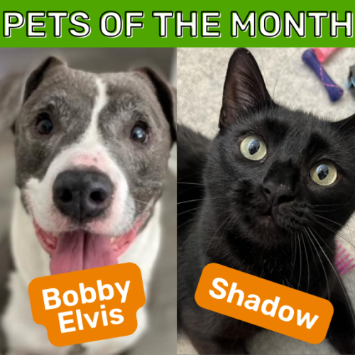 September Pets of the Month Bobby Elvis and Shadow