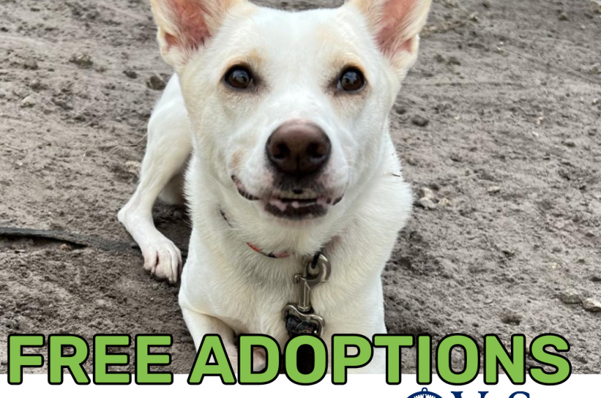 Vystar Sponsored Adoptions