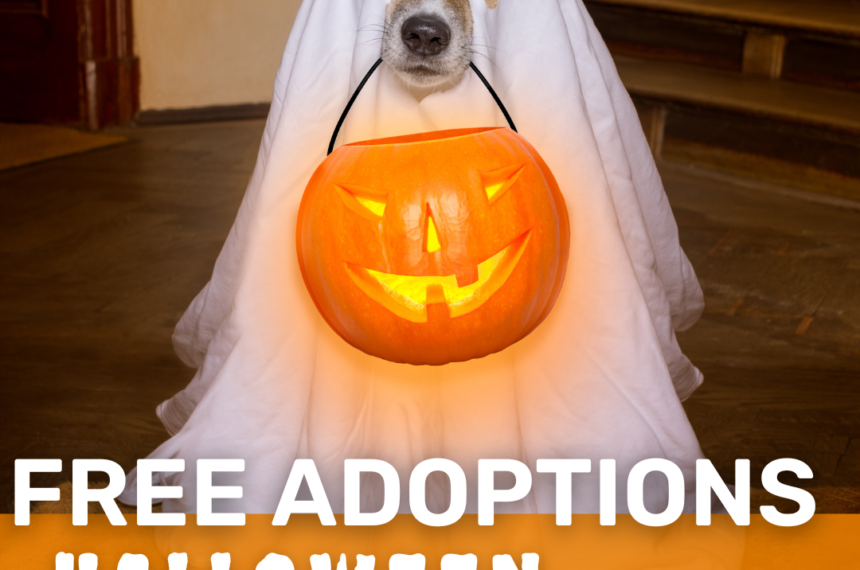 Halloween Adoptions