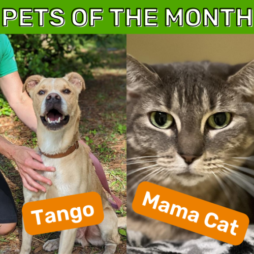 October Pets of the Month Tango and mama Cat