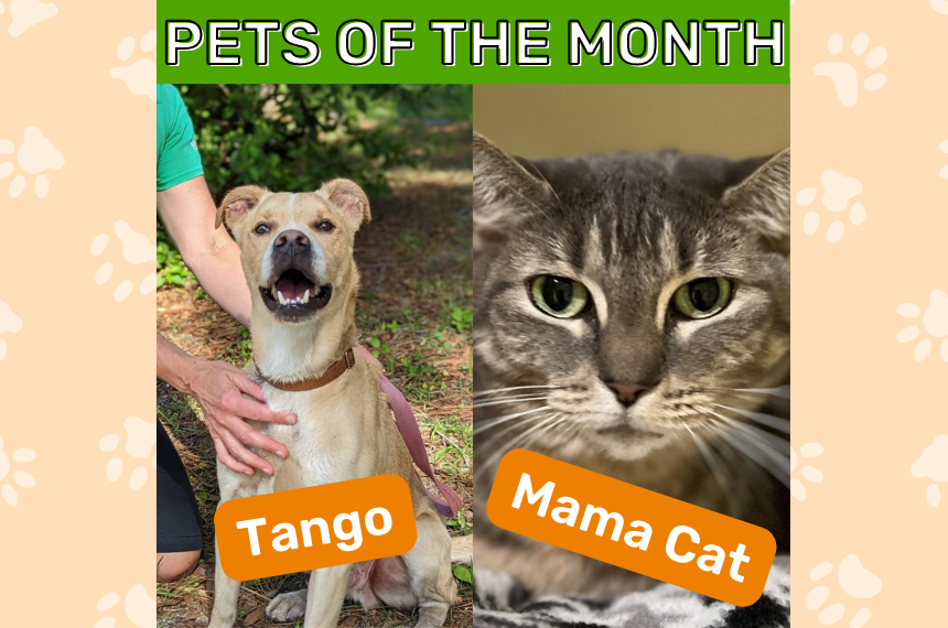October Pets of the Month Tango and mama Cat