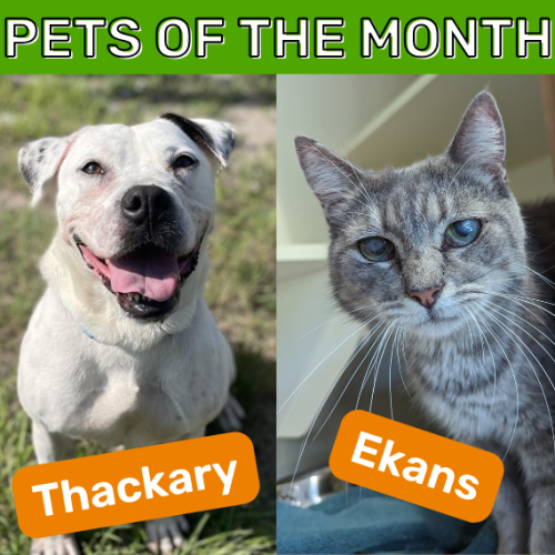 November Pets of the Month Thackary and Ekans