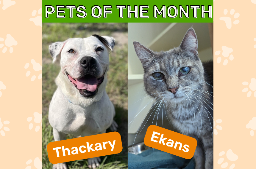 November Pets of the Month Thackary and Ekans