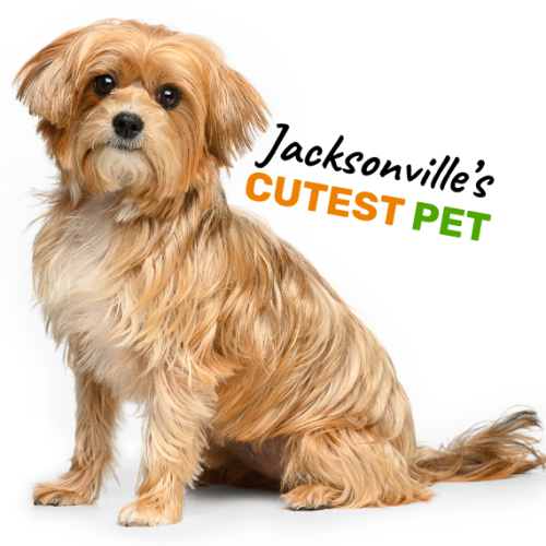 Charlotte Jacksonville's Cutest Pet Blog Featured Image
