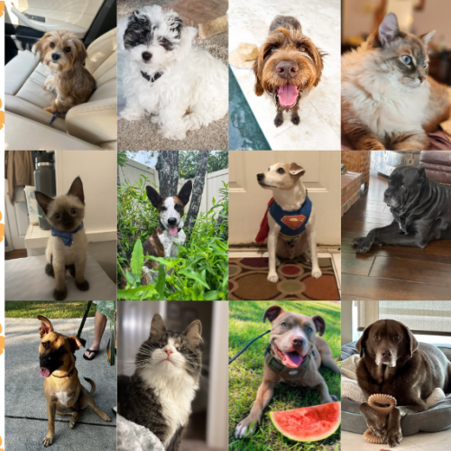 Cutest Pets of Blog Featured Image