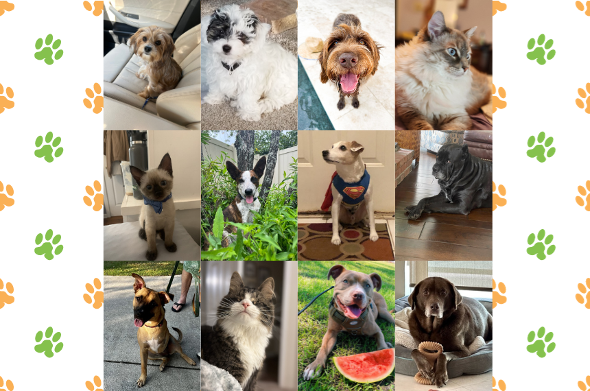 Cutest Pets of Blog Featured Image