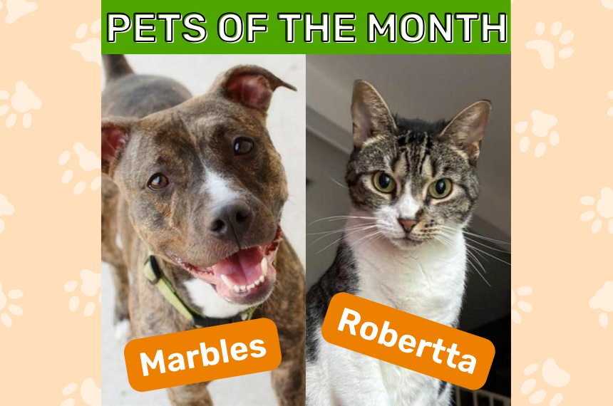 Dec Pets of the Month
