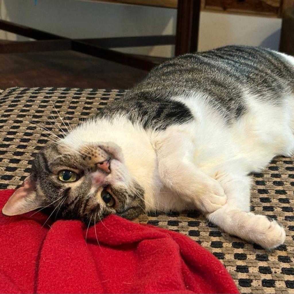 Robertta, a beautiful white and tabby cat, flopping over on her side and showing her white stomach